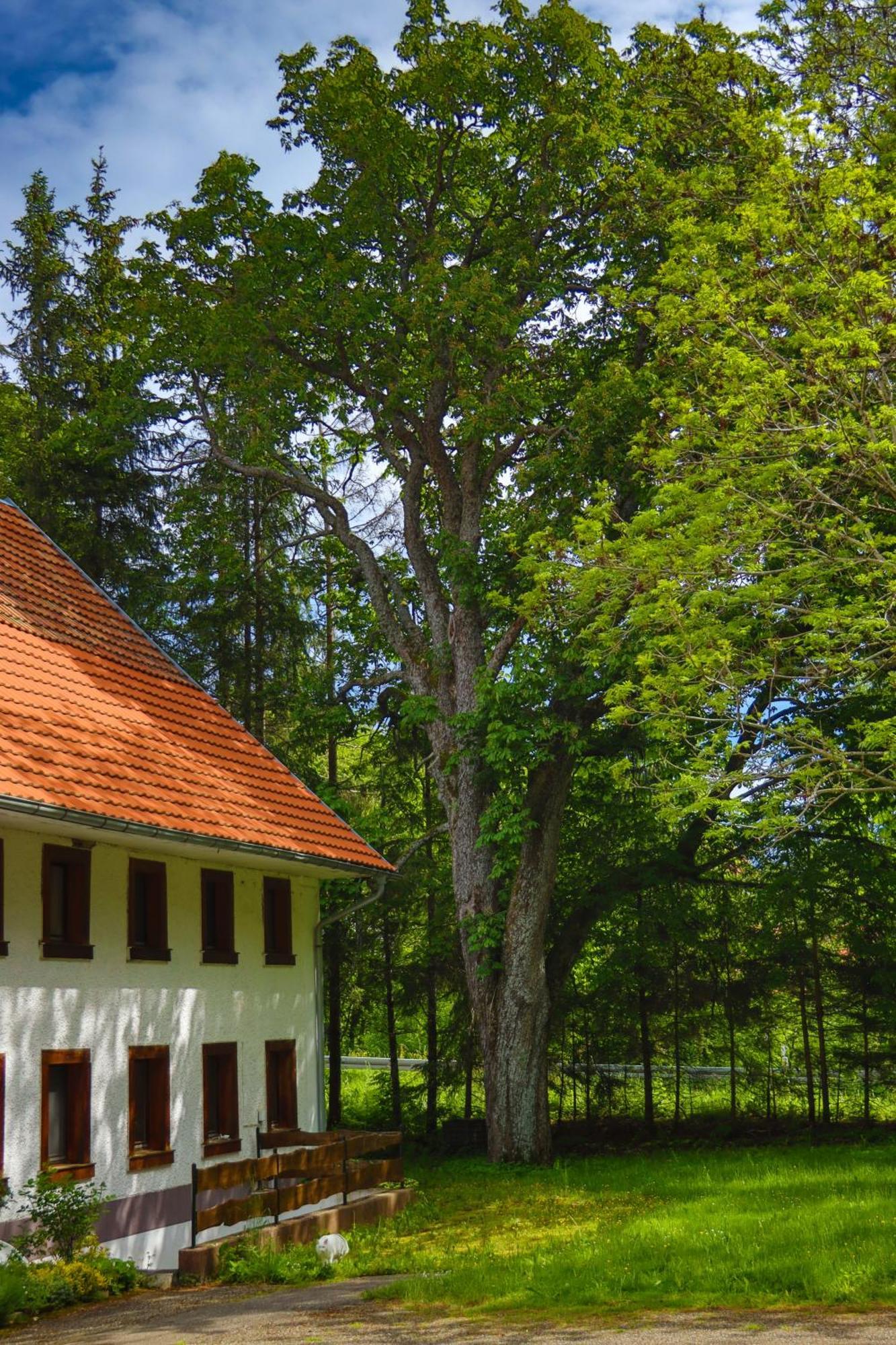 Gorwihl Schwarzwald Escapeゲストハウス エクステリア 写真